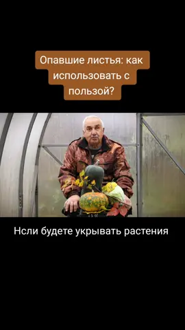 Опавшие листья: как использовать с пользой? #агроном #Ломонос #советыагронома #листья #удобрения #деревья #сад #участок #листопад #уборка #перегной 