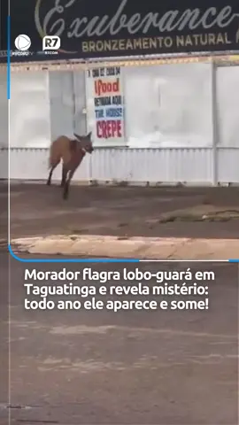 #MISTÉRIO ! Moradores de Taguatinga flagraram um lobo-guará pelas ruas da região. Segundo eles, todo ano o bicho aparece na mesma época e some. Ele não foi capturado e ninguém mais sabe onde ele está. Você é morador de Taguatinga e viu o lobo-guará? Conta pra gente no whatsapp do Balanço ( 61 99601-8888 ) que vamos contar sua história ao vivo no programa. 📺 O @tatuzinhoreporter já está em Taguatinga procurando o lobo-guará, rs. Será que ele encontrou? #recordtvbrasilia #jornalismo #noticia