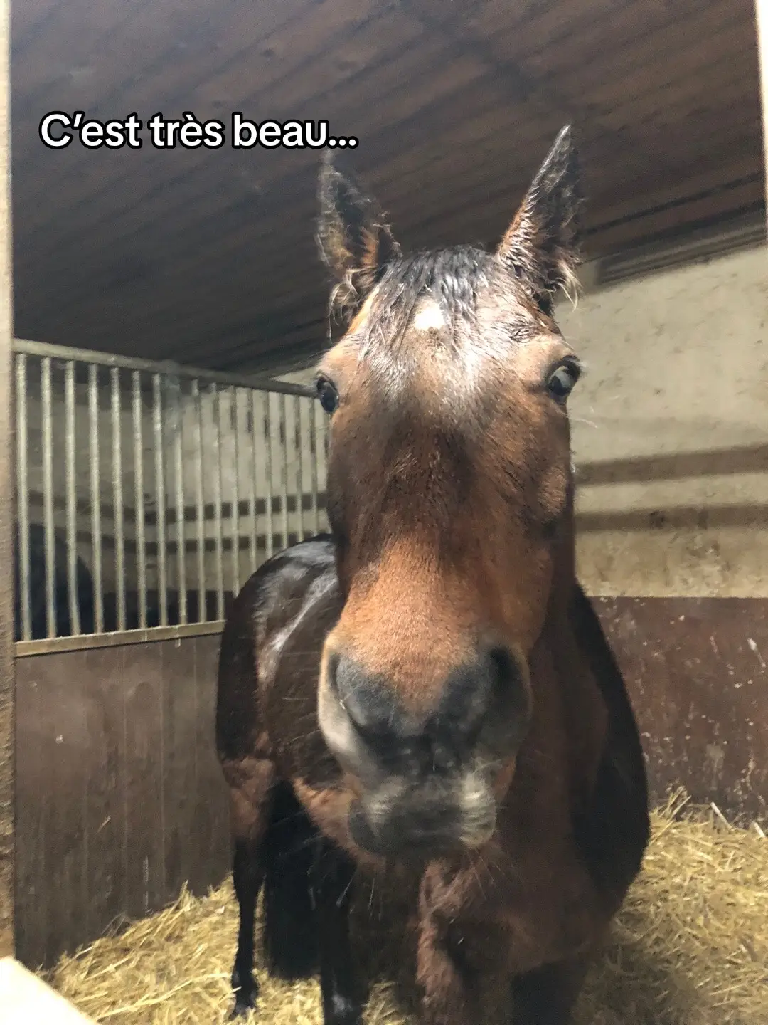 Des remise en questions ta peur 😭#pourtoi #equitation #fyp #cavaliere #equestrian #equitation #pourtoi #shadow 