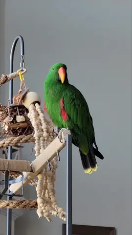 One of THE most common questions I get about my birds is “Do they talk?” and the answer is, sort of. Gideon here has learned to mimic a pretty wide array of words, sounds, and phrases that he has heard. Of the 5 eclectus parrots I have had, he is by far the most talkative. One of them never talked at all and the rest could say a few words. Of the 9 birds I currently have, only Gideon and Griffin “talk” (meaning they mimic) but Griffin only says a couple of things. It is a lot less common for parrots to talk than I think most people realize. While several species do have the ability to mimic human speech quite well, most do not, and not every bird will want to speak even if it can. Many species may learn to mimic a few words or sounds, although it may be garbled, but most will not really “talk” at all. If having a bird that mimics speech is important to you, here are the species that TEND to mimic the best: African grey, amazon, eclectus, Indian ringneck, and budgies are some of the best talkers. It is also more common for the males of these species to mimic than the females, although (again) every bird is different and there are no guarantees that any bird will talk. You never really know. I think the main point here is not to choose a particular bird or species for its talking ability alone, because you may be disappointed. I can’t count the number of times someone has asked me while their bird won’t talk. Some just won’t. #birds #parrots #talkingparrot #talkingbird 