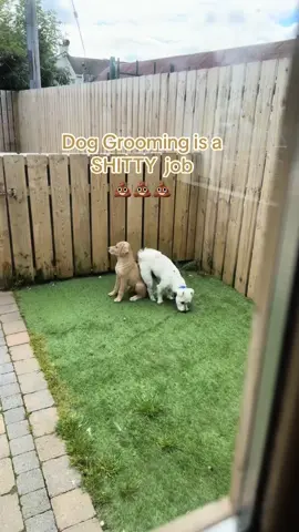 No pun intented 💩  Dogs will be dogs 🤪 #poo #dogtoilet #doggroomer #doggroomerreality #badtiming #funnydogvideos