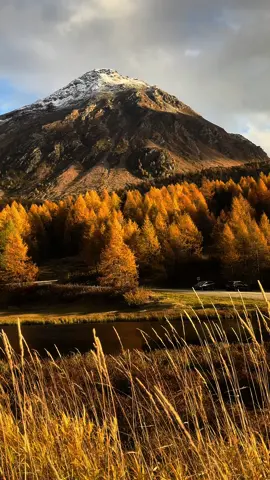 Golden larches season in Maloja, Switzerland.  #autumnvibes🍁 #autumncolours #moodyfallaesthetic #mountainsview #Outdoors #swissalps #hikingtok #naturevideography #october #swisslake #peacefulnature #fall #autumnaesthetic #octobermood 