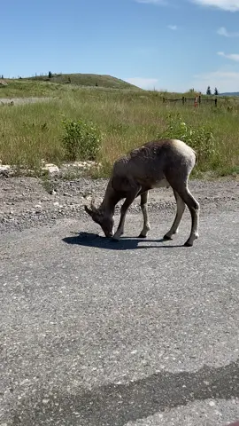 A couple mountain goats that greeted us to Glacier National Park. 🐐 🐐 _ _ #mountaingoat #goat #animal #wildlife #nature #mammal #natgeo #glaciernationalpark #montana 