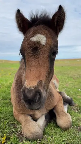 Sweetheart ❤️  🎥 @Skúmsstaðir / Heiða Sigríður  #horselove #horsesvideos #horsey #horsesoftiktok #horselovers #icelandichorses 