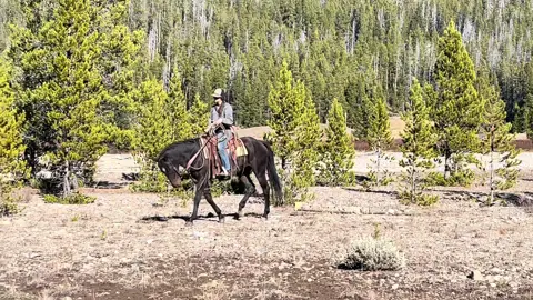 This mountain pony had his first season of chasing mules and elk runs 🖤 Keep your eyes open for Harley coming avaiable spring 2024. Reliable, experienced, and the kindest horse you will ever meet. #packing #wyoming #mules #mountains #salehorse #forsale #horse