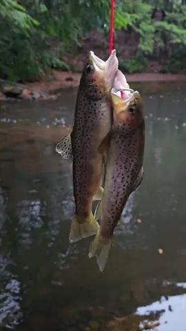 Catching some trout on a cold, rainy fall day and cooking them over a campfire with some biscuits and gravy 🪵🔥🐟 #fyp #foryou #fishing #catchandcook #bushcraft #camping #Outdoors #outdoorlife #outdoorcooking #survival #campinglife #selfreliance #trout 