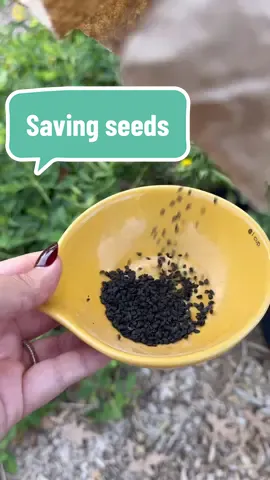 Are your garlic chives looking like this right about now? Here’s how to harvest seeds!  Garlic chives are one of my favorites to grow. They’re so delicious on practically everything in the kitchen, and they make great companion plants to *most* plants. Just keep them away from asparagus, peas, spinach and beans. Garden pests hate the smell of chives, so I like to use chives all throughout my garden and along borders. An added benefit is their beautiful flowers, that then give us seeds! And who doesn’t want free plants? #gardentok #gardening #growyourownfood #growfood #seedsaving #garlicchives