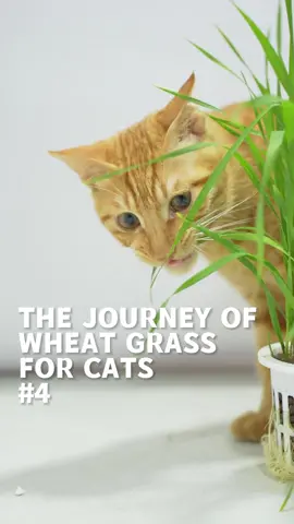 The journey of wheat grass for cats 4🌱🐱😻 #hydroponics #wheat #cat #catgrass #petwellness #pet #foryou #fyp