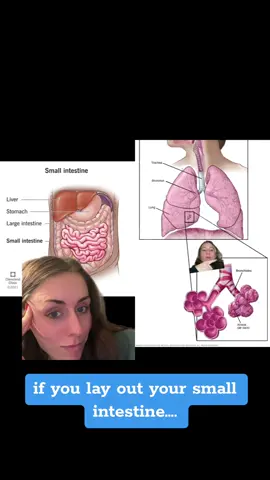 #duet with @Ashley Freeman, M.S. #Stitch #greenscreen Do you know how big our small intestine is? THAT BIG TOO WOW. Our fun facts have now been upgraded & this is why we’re friends 😂🤓