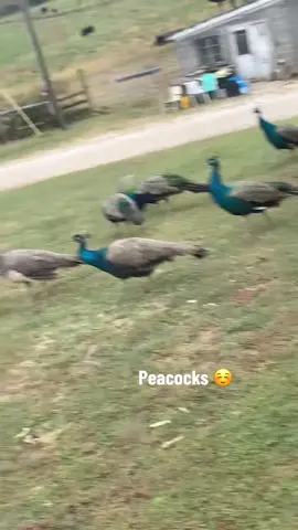 #fyp #animals #peacock 