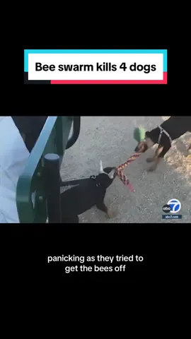 Rebecka Lopez and Daniel Giron are in mourning over the deaths of four of their six dogs who were attacked by a swarm of bees last week in Palmdale, California. #news 