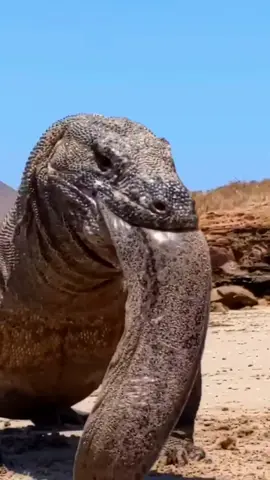The Komodo dragon swallowed a giant sea eel and he vomited it out🤮😅🫣#animals #wild #animalsurvival #komododragon #eating #seaeel #vomited #trending #tik_tok #foryou #fyp 