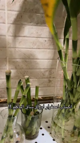 #نباتات_داخلية #هدايا_بوتس #نبات #اكسبلورexplore @princess 