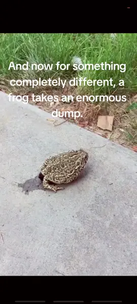 A frog takes a large poop. 