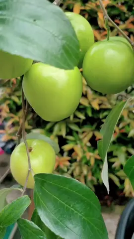Pohon Apel putsa mudah berbuah di indonesia #apelputsa #apelindia 