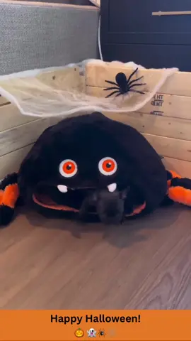 Happy Halloween! 🎃👻🕷️🕸️☠️#halloween #happyhalloween #frenchie #frenchiesoftiktok #puppies #petcostume #animallove #lol #animals #funnypets #pet #nature #cute #funnyanimals #adorable #pets #animal #cutepetclub #adorableanimals #familyfriendly #socute #animalvideosforkids #kidfriendly #cuteanimals #cutepet #funnymemes #animalmemes #amusinganimals #trending #viral #kidfriendlycontent #animaltok 