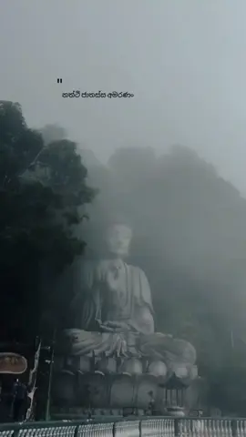 🌸#true #buddha #lordbuddha #quotes #life #end #truth #buddhism #buddhist #trending #CapCut 