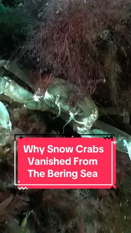 The sad truth of why 10 billion crabs suddenly vanished from the Bering Sea. #snowcrabs #beringsea #disappearance #sciencenews 
