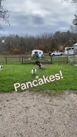 Pancakes gas his boogie shoes on! #funnyanimals #funnygoats #apiferafarm #boogie 