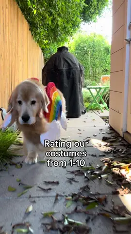 Do you have a favorite? 😜 Happy halloween! #OOTD #dogoftheday #tiktokhalloween #cutedogs #goldenretriever #dogmeme #funnydogs 