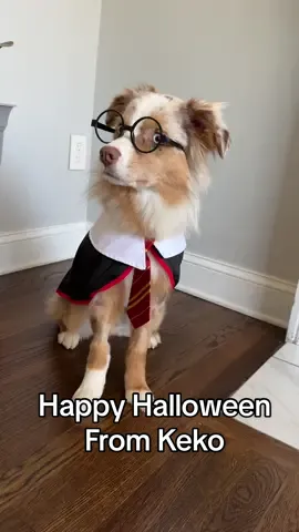 I didnt put mich effort into Halloween this year but you better believe i got my baby boy a costume! Keko Potter 🪄🎃 #puppyhalloweencostumes #harrypotter #dogcostumes #miniaussie 