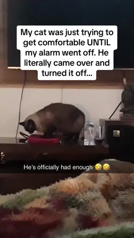 Have you ever seen a cat turn off an alarm? 🤣🤣🤣 #Pubity (Juliane Silvia via @ViralHog) *No one was harmed in this video*