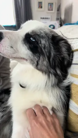 You’re gorgeous ❤️ #bordercollie #bordercolliepuppy #bluemerle #merlepuppy #merlecollie #puppy #puppiesoftiktok #colliepuppy #collie #bc #blueeyes #bordercolliesoftiktok #ukdogsoftiktok #westlondondogs 
