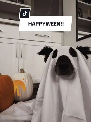 HAPPYWEEN!! say it back, or else my ghosties will haunt you forever 👻 #dog #dogsoftiktok #dogsofttiktok #halloween #happyhalloween #halloweenlook #halloweencostume #halloweenathome #halloweendiy #halloweenishere #dogcostume #ghost #ghosts 