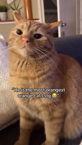 i’m obsessed with cats who squint when they’re getting scolded lmfao#catsoftiktok #meow #orangecat #orangecatbehavior 