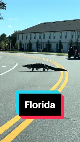 #florida #aligator #gator #orlando #street #championsgate 
