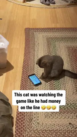 This cat was locked in 😂 (via @andrew licout) #nfl #football #cat #cute #Disney100 