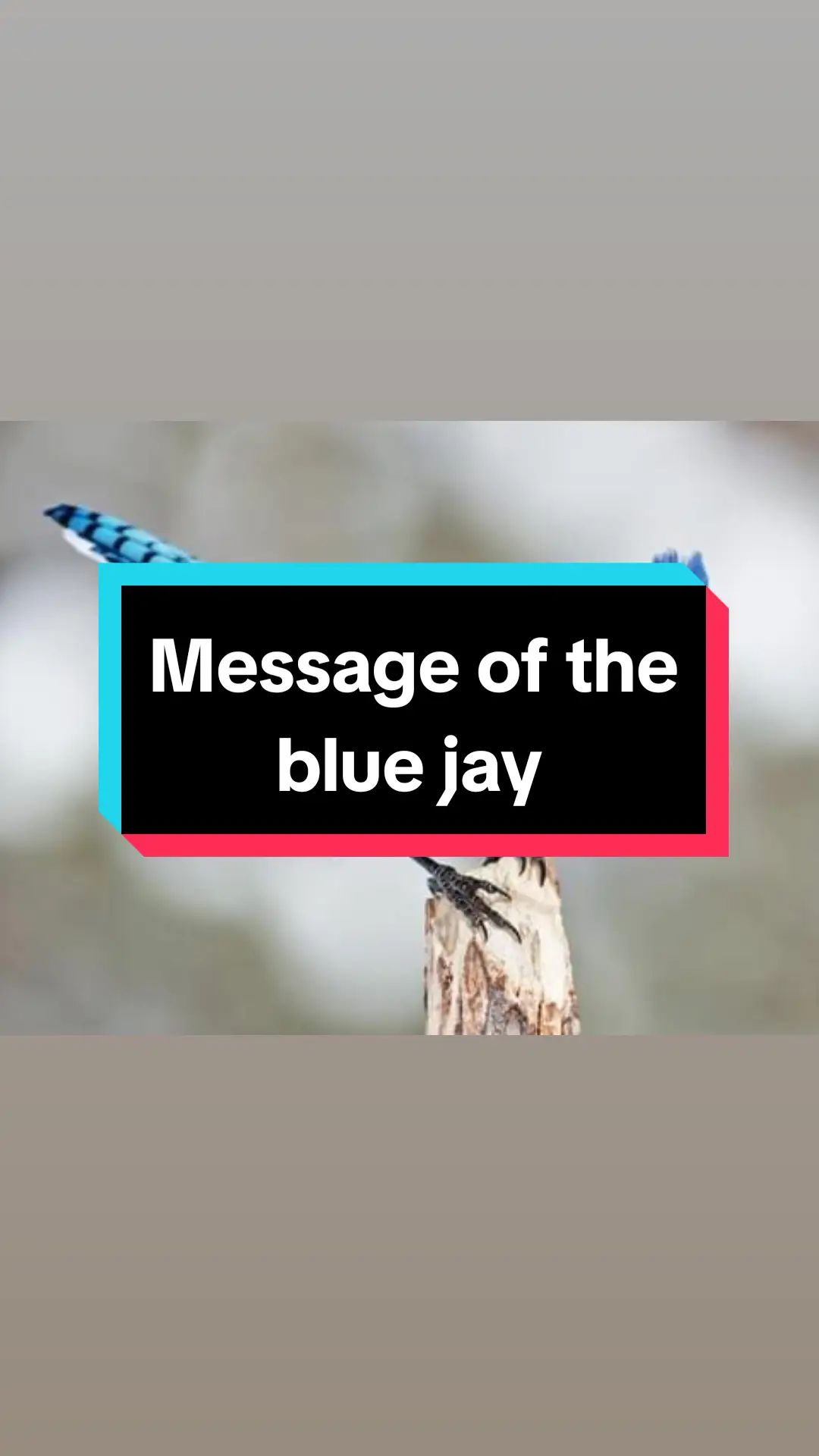 #spiritualtiktok #liftingandgifting #awakened #messages #signs #totemanimal #bluejay 