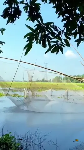 #bangladesh🇧🇩 #বাংলাদেশ🇧🇩 #fish #fishing #village #বাংলাদেশ #বাংলাদেশী #বাংলাদেশি_ভাইরাল_টিকটক_ #মাছের #মাছধরা #মাছে_ভাতে_বাঙালি #মাছ #বাঙালি #sylheti_fua #sylhety_furi #trending #for #foryou #fyp #fypage #fypシ #nature #bangali #bangladeshi @TikTok official 