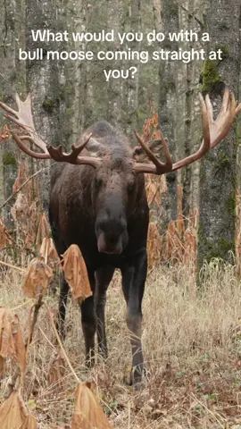 A bull moose coming head on in slow motion.  What would you do? #fyp #foryou #foryoupage #video #photography #outside #Outdoors #wildlifephotography #wildlife #nature #adventure #alaska #moose #bullmoose #fallcolor #slowmo 