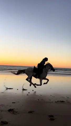 Stallion loving running at the beach.  Sunset rides are the best.  In Essaouira- Morocco 🇲🇦 . . . . . . . . #horses #horse #horsesontiktok #horsesoftiktok #equestrian #caballo #pferd #horstok #horsepower #equestrian #morocco #caballos #horseholiday #sunset #sunsetlover #horselover 