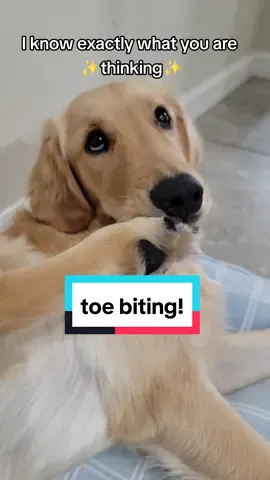 Follow us for more toe biting good content!! ❤️🐶 #toebiter #dogsoftiktok #puppy #goldenretriever #doglover #puppiesoftiktok #funnydog 