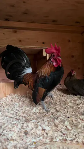🐥 🥚  #kikirikis #oegb #kikirikiscortos #kikirikisaztecas #fyp #gallosfinos #criaderoramirez #gallitosminiatura #gamefowl #viral 