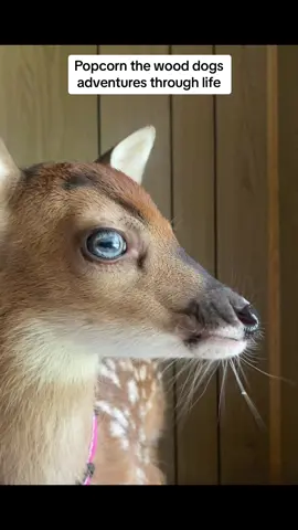 If deer are just small cows and cows are just big dogs wouldn’t a deer be a regular sized dog.  Follow popcorn the deer.. follow da doe🦌