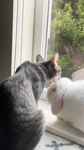 they have a love hate relationship #catsoftiktok #kitten #bunniesoftiktok #bunny 