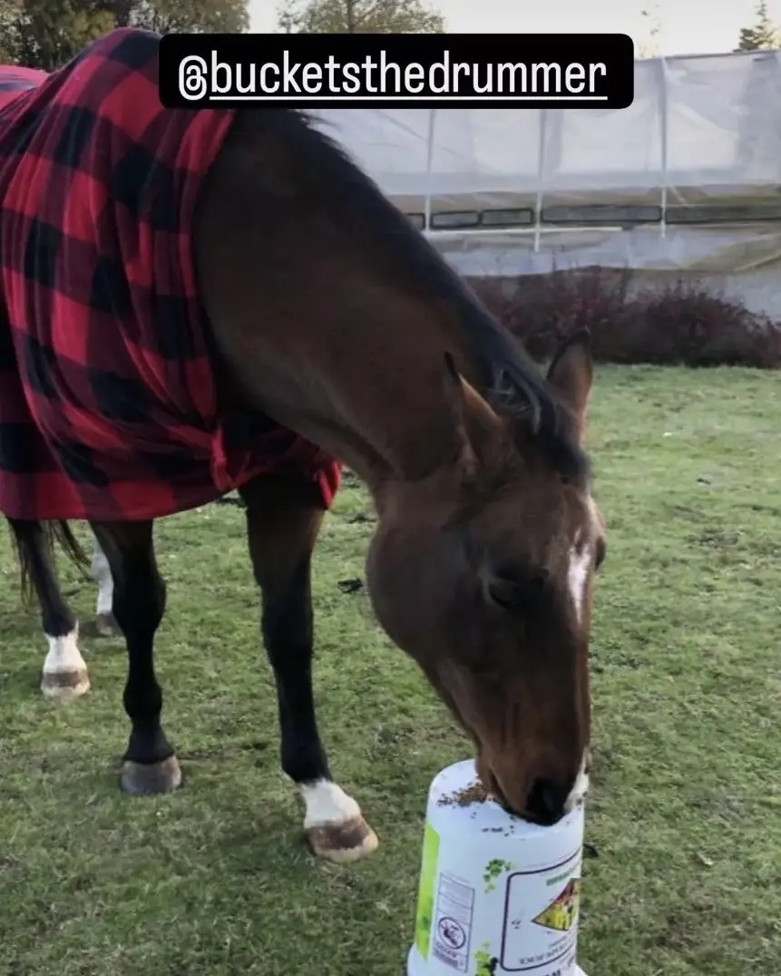 Here’s some of your Buckets the Drummer Halloween costumes from this year! Thank you for sharing your photos with me! You all looked awesome. These crack me up. Hope everyone had a great Halloween. 🎃🐴