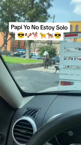 Papi Yo No Estoy Solo 😎🐕🐶🐕😎 #papi #yo #no #estoy #solo #😎 #🐶 #🐕 #videoviral #tiktok #f #fy #fyp #fypシ 