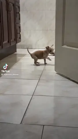 POR SI TUVISTE UN MAL DIA MIRA A ESTE PERRITO ❤️🐶#parati #foryou #foryoupage #fpyシ #tiktokviral #apoyotiktok #viralvideo #viraltiktok #mascota #perrito #apoyenmexfa #porsituvisteunmaldia❤️ #perritobebe #feliz #feli #bonitosygorditos 