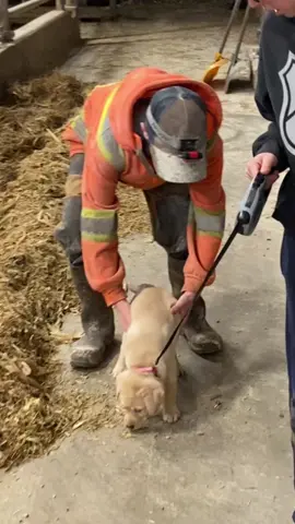 Still not sure what to think of the barn! #puppy #the_beef_boys #new #puppylove #barn #farm #farmlife #fyp #foryou #fypシ #farmtok #cute #happy #LearnOnTikTok #kidsoftiktok #farmboys #tiktok #raisedonafarm #notacow #puppylibby #canada #yellowlab #dogsoftiktok 