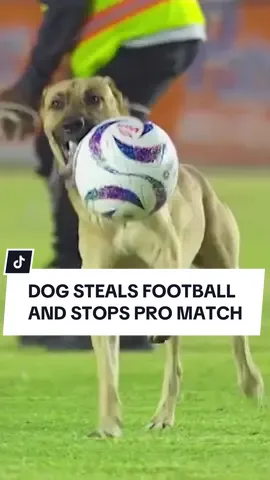 “Can I pet that dog?” - All players in this game, probably. A dog has run rampant after getting onto the field during a second division football match in Mexico. Much to the fans’ delight, the pup stole the match ball in the clash between Alebrijes Oaxaca and Dorados, before leading staff and security on a chase around the pitch. Unconfirmed reports have surfaced that despite this dog’s behaviour, he is indeed a good boy. #football #dog #funny #ligaexpansiónmx #alebrijesesoaxaca #dorados #10newsfirst