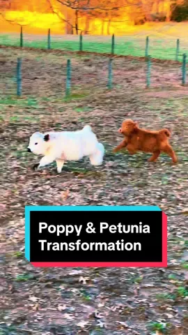 We blinked and they became grown women!🥹🐮 #PoppyAndPetunia #MiniCows #MiniCowsOfTiktok 