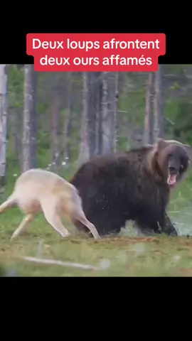 Deux loups affrontent deux ours affamés #loup #loups #ours #wildlife #nature #animal #animaux #animauxsauvage