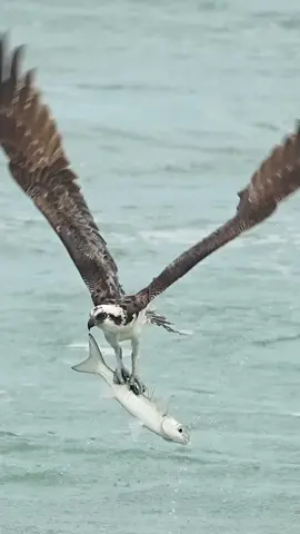 In January each year thousands of very large, roe filled mullet pass through the state. Watching the Osprey work to get these massive fish out of the water is simply amazing. Many times, these fish are larger than the birds. This Osprey almost gets pulled under 3 times but it’s unbridled determination and amazing strength help it wrestle this massive mullet from the deep. Glad I’m not a fish! 