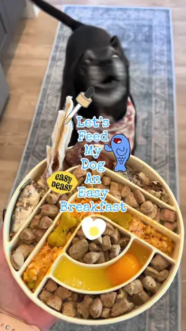 Easy peasy, lemon squeezy 💛 Not every bowl is francy, but they all get a dance 💃 #easydogfood #nativepetdaily #dogfood #nativepetpartner #rawfeddog #dogfoodtips #dogmom  #CapCut 