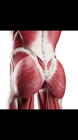 💪 Step up your anatomy game with an exploded view of the posterior hip and buttock muscles! Our 3D models are a glute guru's dream. Perfect for animation, illustration, and more. #AnatomyInMotion  #ButtockMuscles  #SciePro3D #sciart  #meded  #anatomy  #science  #physio  #muscle