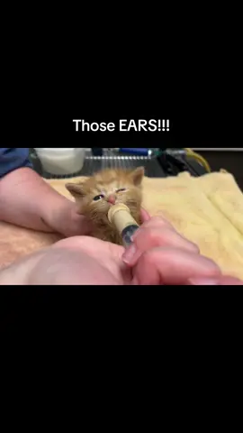 This might just break the internet. Those EARS!! We cannot handle this! #kitten #kittensoftiktok #kittenlove #kittenrescue #catsoftiktok #funnycat 